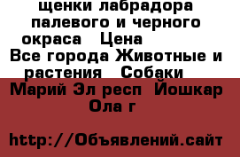 щенки лабрадора палевого и черного окраса › Цена ­ 30 000 - Все города Животные и растения » Собаки   . Марий Эл респ.,Йошкар-Ола г.